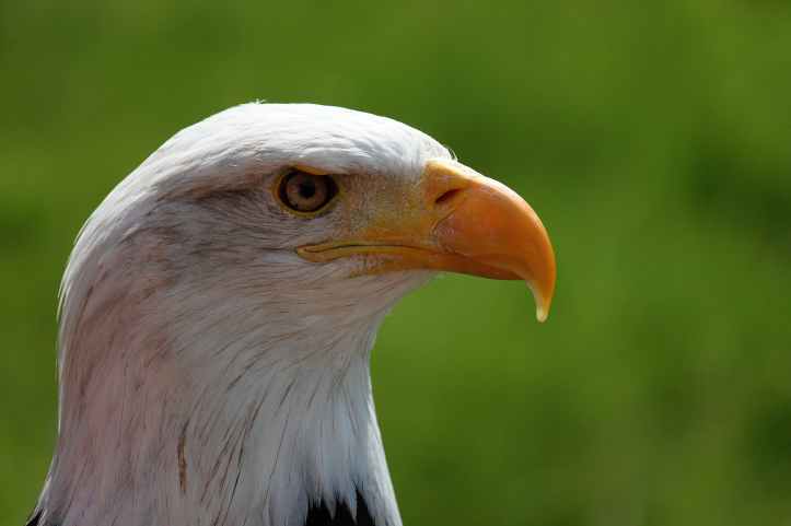 bald-eagle-portrait-white-tailed-eagle-adler-38998.jpeg