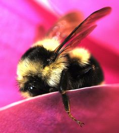 5fc98f0ec4a4095a002cf459f8a0032c--bees-knees-bumble-bees